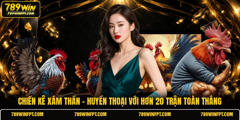 Chiến kê Xám Thần - Huyền Thoại Với Hơn 20 Trận Toàn Thắng